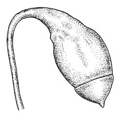 Bryum appressifolium, capsule with operculum. Drawn from A.J. Fife 4972, CHR 104083, and G.O.K. Sainsbury 916, CHR 490272. 
 Image: R.C. Wagstaff © Landcare Research 2015 